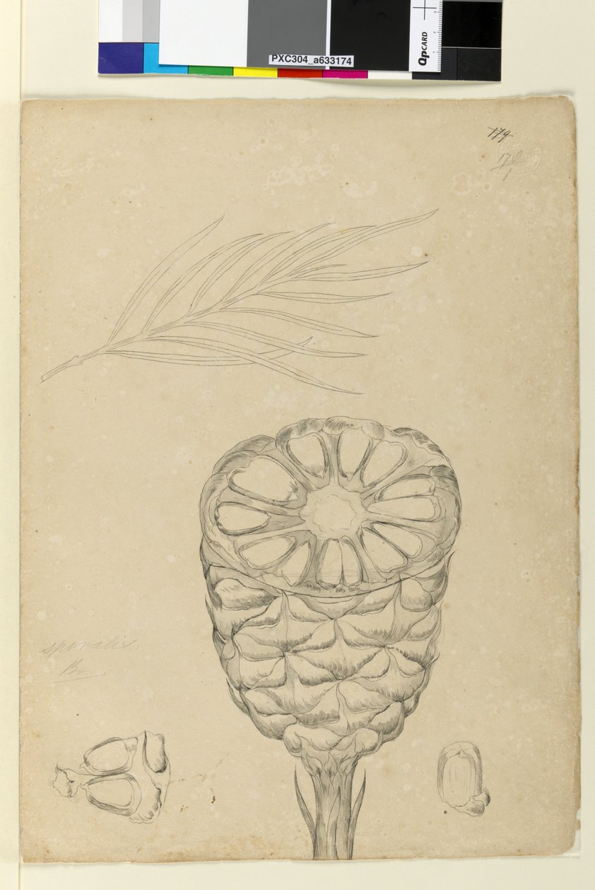 Sayfa 178b. Spiralis, c.1803-06 (wc, kalem, mürekkep ve kurşun kalem) by John William Lewin