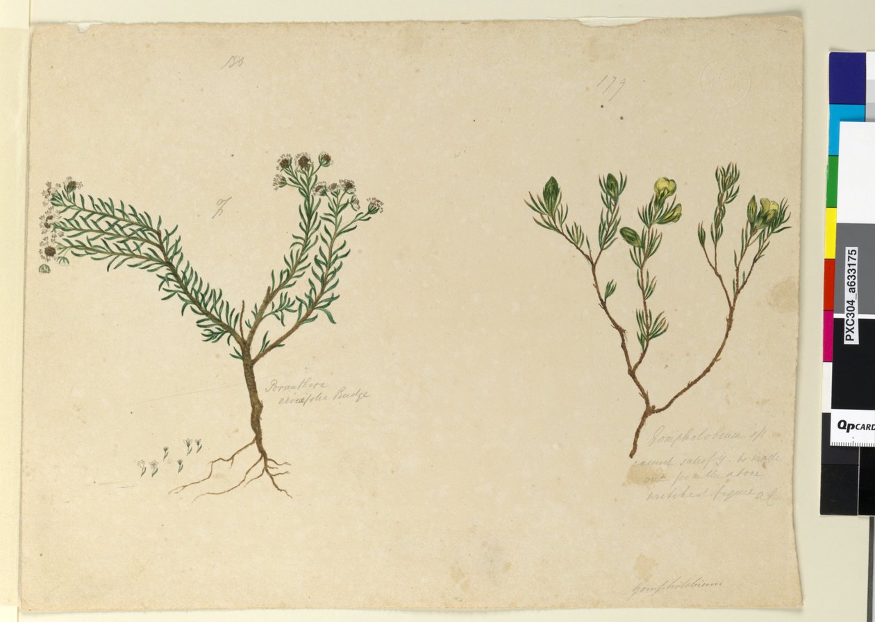 Sayfa 179. Gomfolobyum; 180. Poranthera ericafolia, c.1803-06 (wc, kalem, mürekkep ve kurşun kalem) by John William Lewin