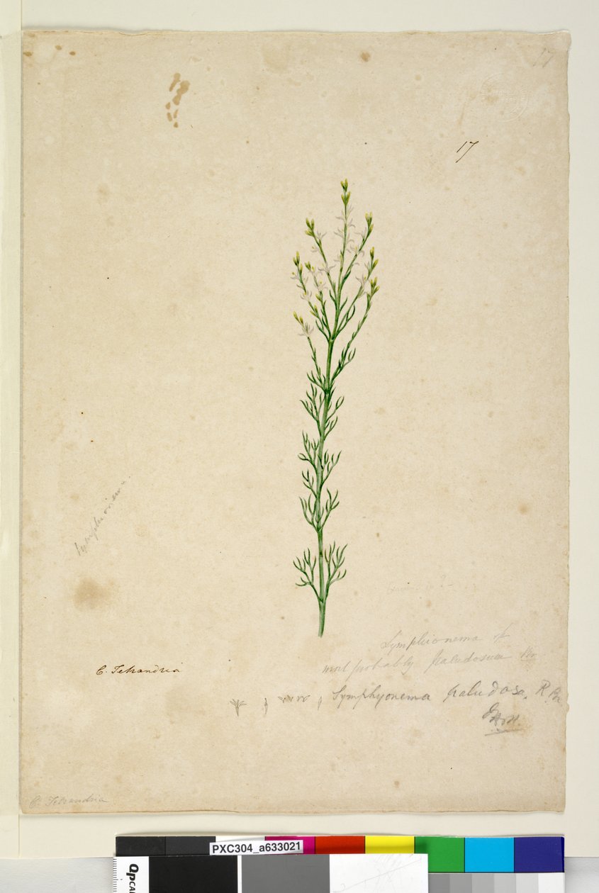 Sayfa 17. Symphionema paludosum, c.1803-06 (wc, kalem, mürekkep ve kurşun kalem) by John William Lewin