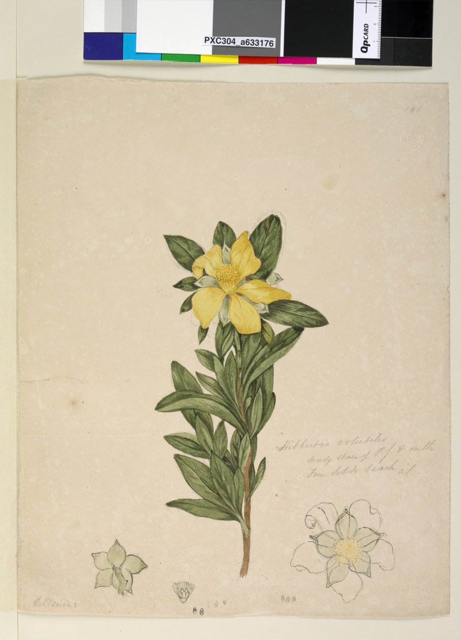 Sayfa 181. Hibbertia volubilis Hibbertia scandens, c.1803-06 (wc, kalem, mürekkep ve kurşun kalem) by John William Lewin