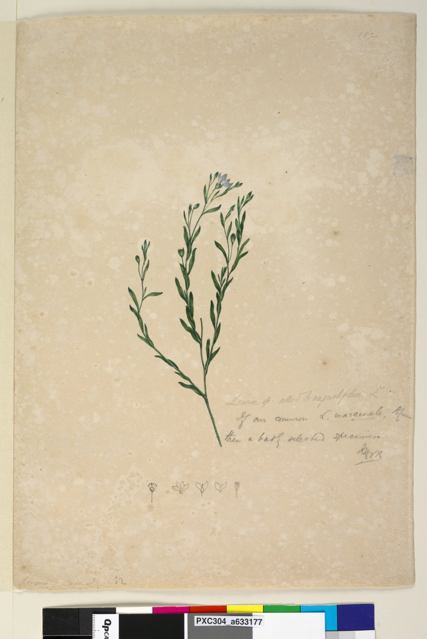 Sayfa 182. Linum sp allied to augustifolium, c.1803-06 (wc, kalem, mürekkep ve kurşun kalem) by John William Lewin