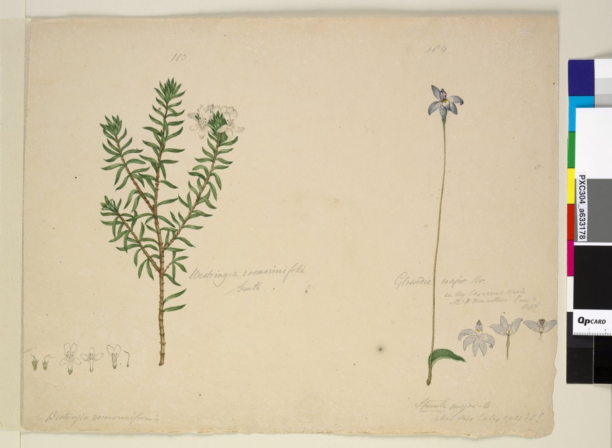 Sayfa 183. Westringia rosmarinifolia Westringiafruiticosa; 184. Glossodia majör, c.1803-06 (wc, kalem, mürekkep ve kurşun kalem) by John William Lewin