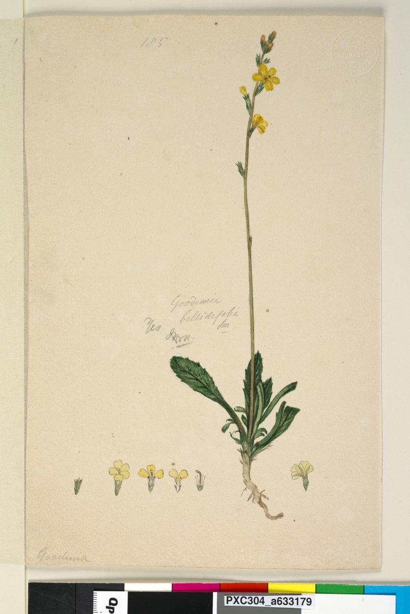 Sayfa 185. Goodenia bellidifolia, c.1803-06 (wc, kalem, mürekkep ve kurşun kalem) by John William Lewin