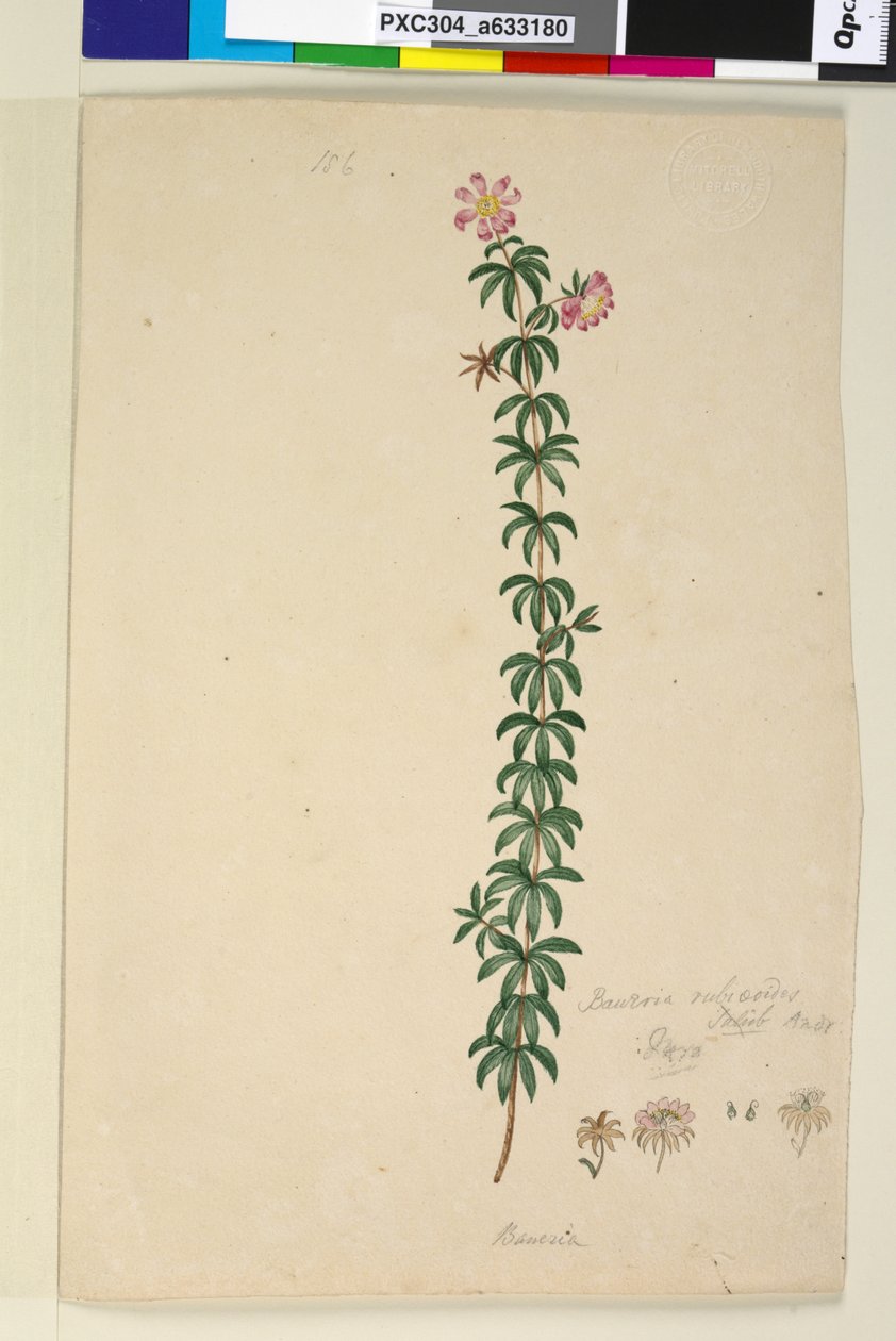 Sayfa 186. Bauera rubioides, c.1803-06 (wc, kalem, mürekkep ve kurşun kalem) by John William Lewin