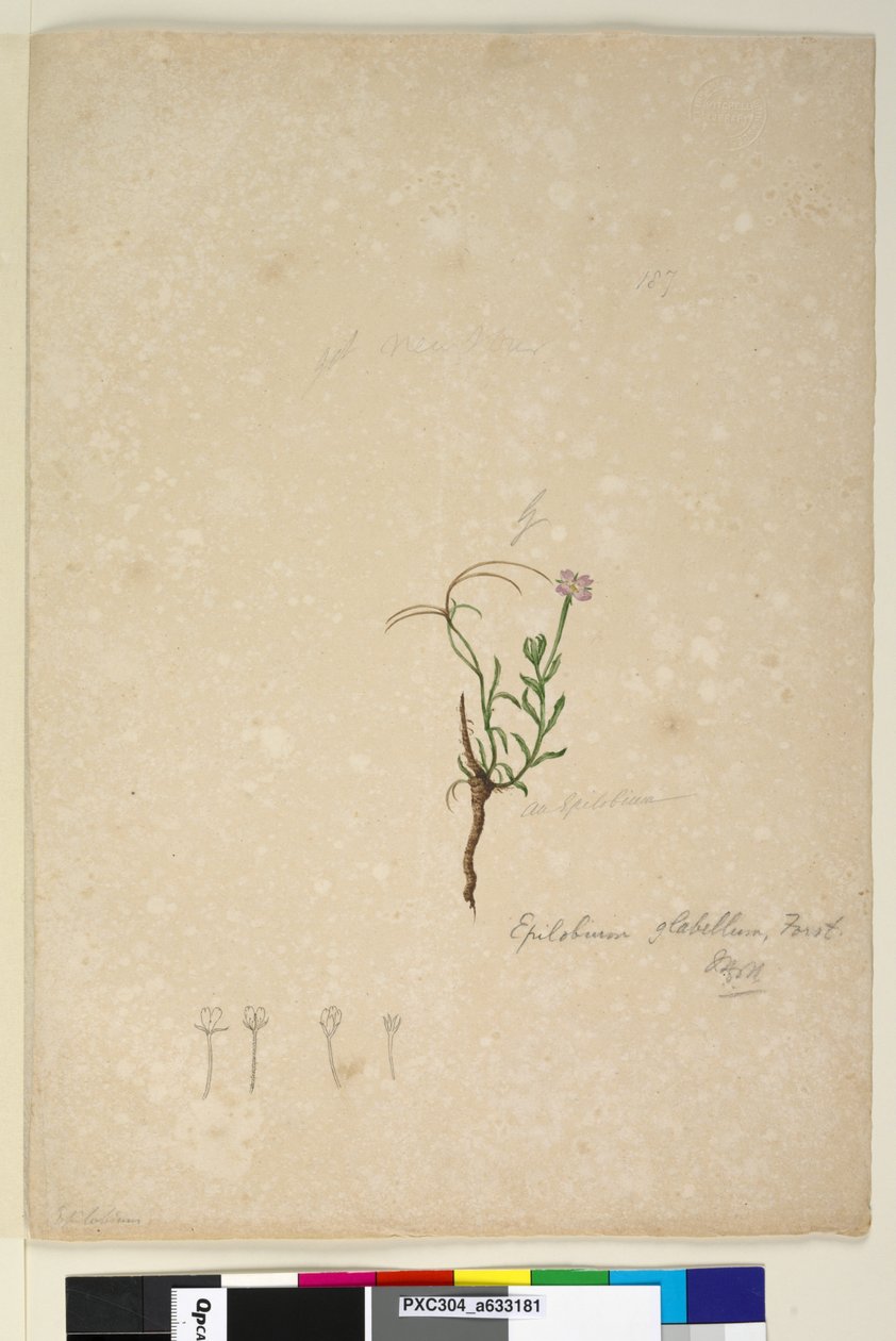 Sayfa 187. Epilobium glabellum, c.1803-06 (wc, kalem, mürekkep ve kurşun kalem) by John William Lewin