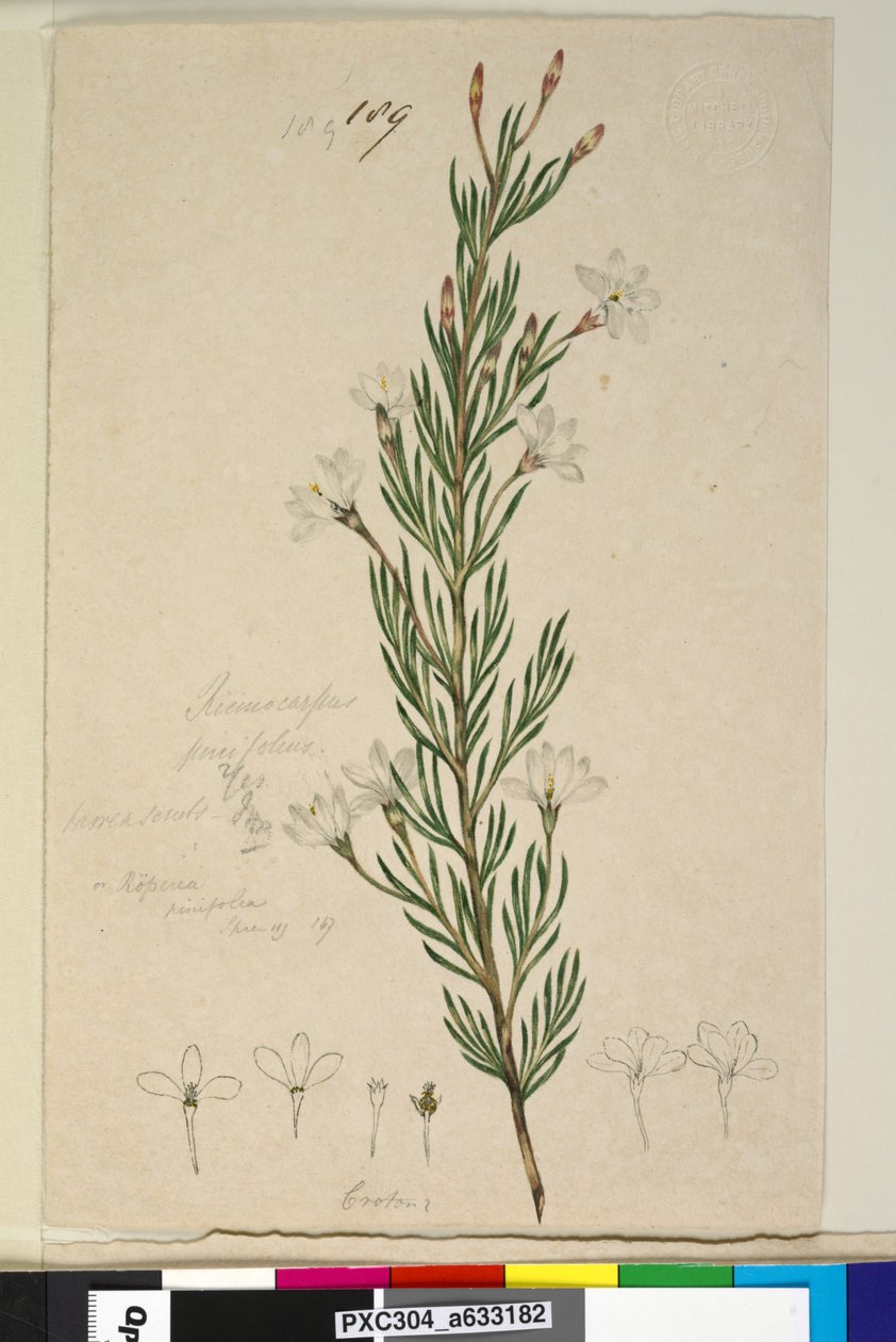 Sayfa 189. Ricinocarpus pinifolius, c.1803-06 (wc, kalem, mürekkep ve kurşun kalem) by John William Lewin