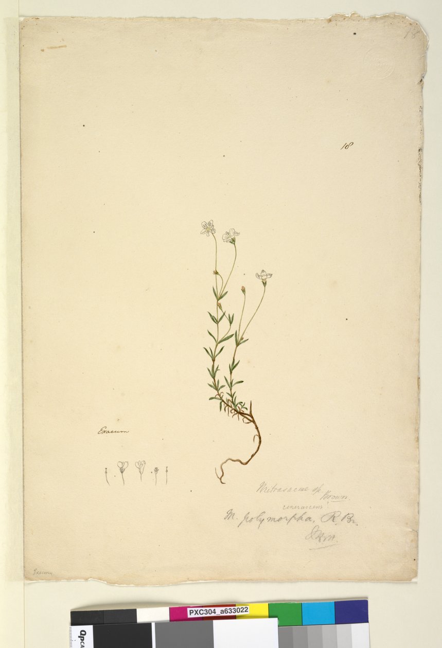 Sayfa 18. Mitrasacme polymorpha, c.1803-06 (wc, kalem, mürekkep ve kurşun kalem) by John William Lewin