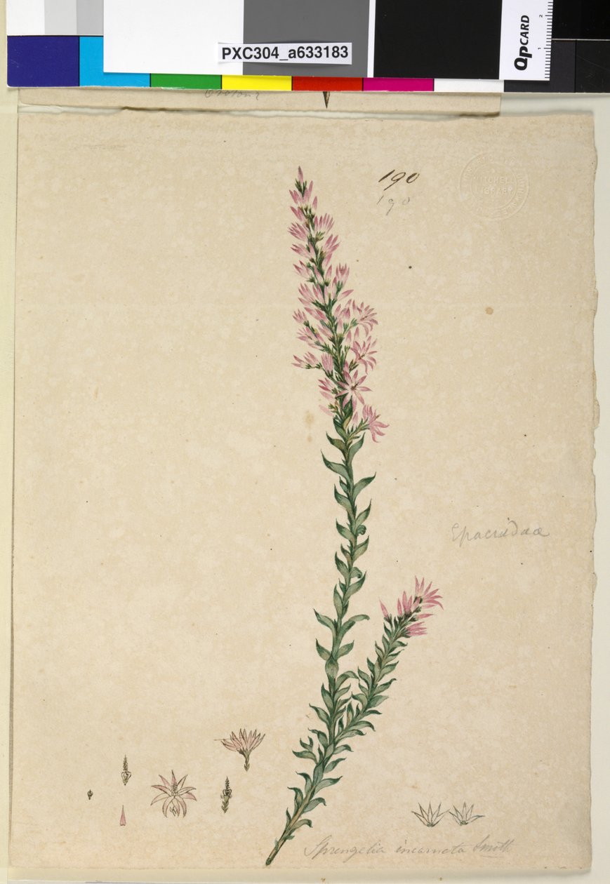 Sayfa 190. Sprengelia incarnata, c.1803-06 (wc, kalem, mürekkep ve kurşun kalem) by John William Lewin