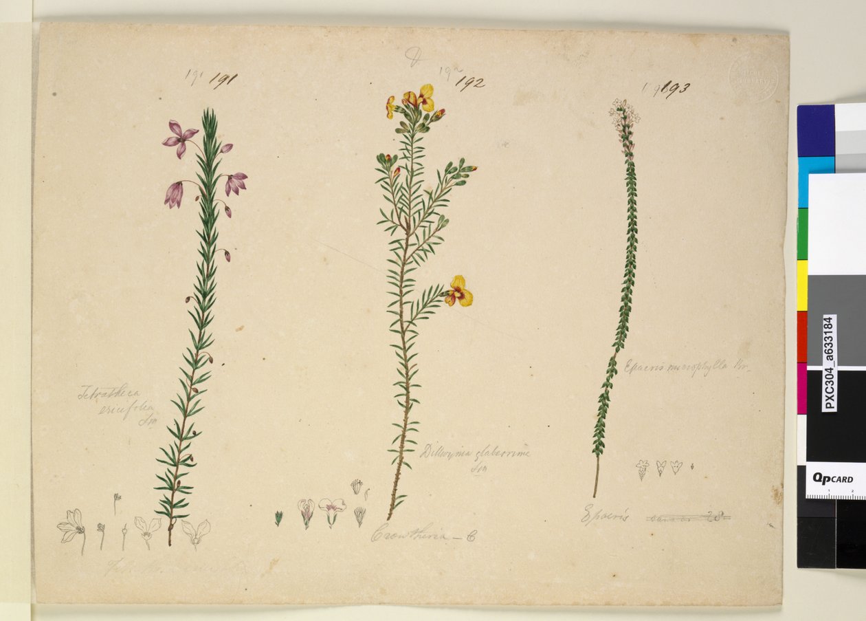Sayfa 191. Tetratheca ericifolia; 192. Dillwynia glaberrima; 193. Epacris microphylla, c.1803-06 (wc, kalem, mürekkep ve kurşun kalem) by John William Lewin