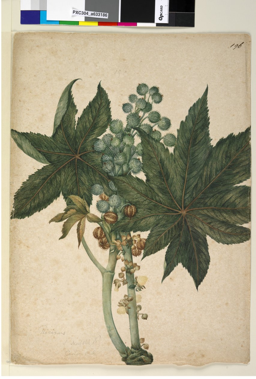 Sayfa 196. Ricinus Ricinus communis, c.1803-06 (wc, kalem, mürekkep ve kurşun kalem) by John William Lewin