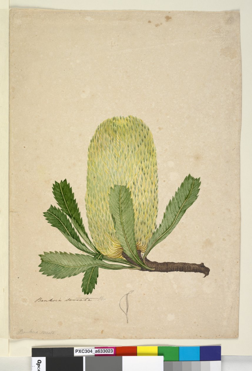 Sayfa 19. Banksia serrata, c.1803-06 (wc, kalem, mürekkep ve kurşun kalem) by John William Lewin