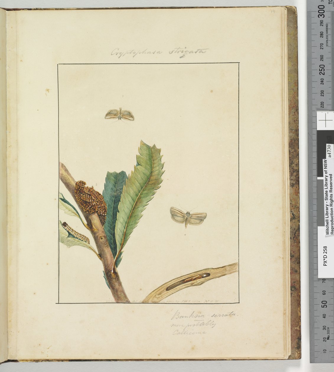 Sayfa 19. Plaka 5 Cryptophasa Strigata, 1803-04 (el ile boyanmış gravür baskıları) by John William Lewin