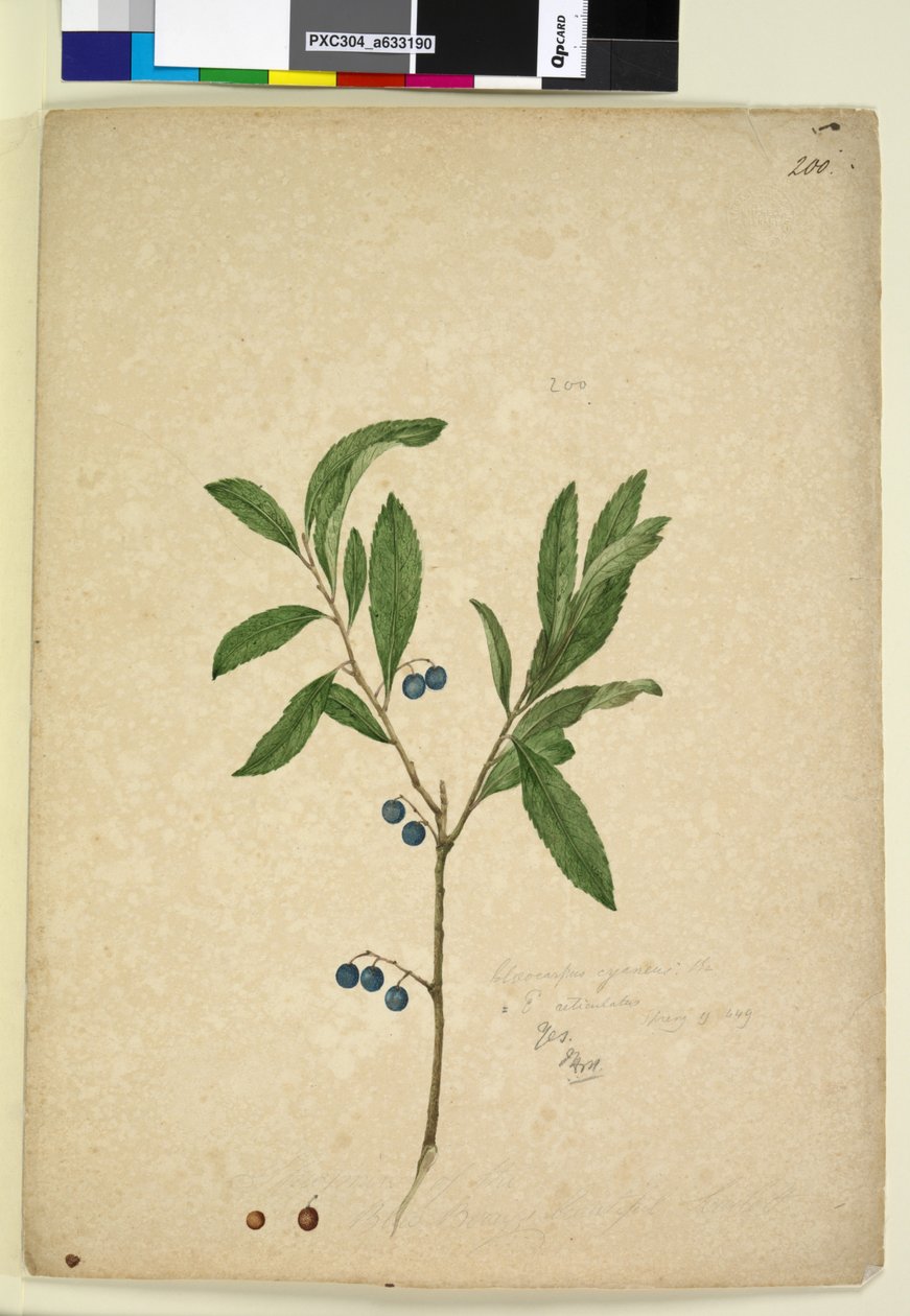 Sayfa 200. Elaeocarpus reticulatus, c.1803-06 (wc, kalem, mürekkep ve kurşun kalem) by John William Lewin