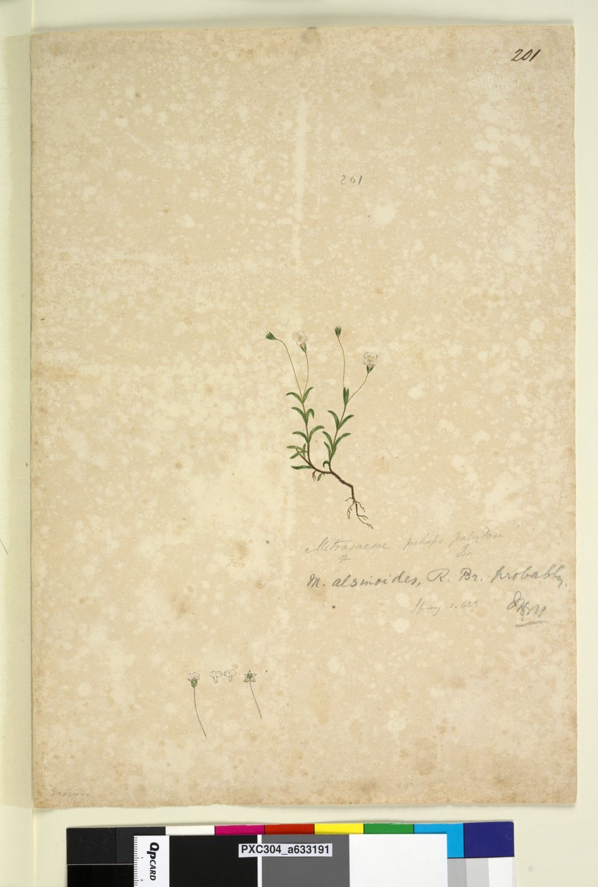 Sayfa 201. Mitrasacme alsinoides, c.1803-06 (wc, kalem, mürekkep ve kurşun kalem) by John William Lewin