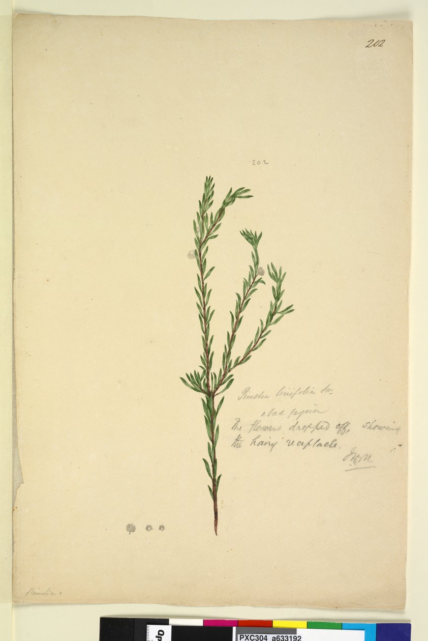 Sayfa 202. Pimelia linifolia, c.1803-06 (wc, kalem, mürekkep ve kurşun kalem) by John William Lewin