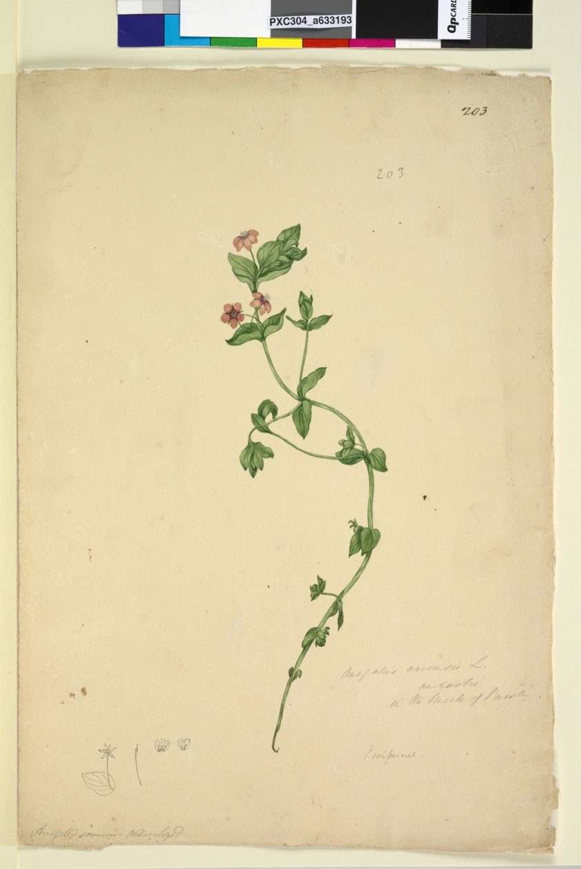 Sayfa 203. Anagallis arvenis, c.1803-06 (wc, kalem, mürekkep ve kurşun kalem) by John William Lewin