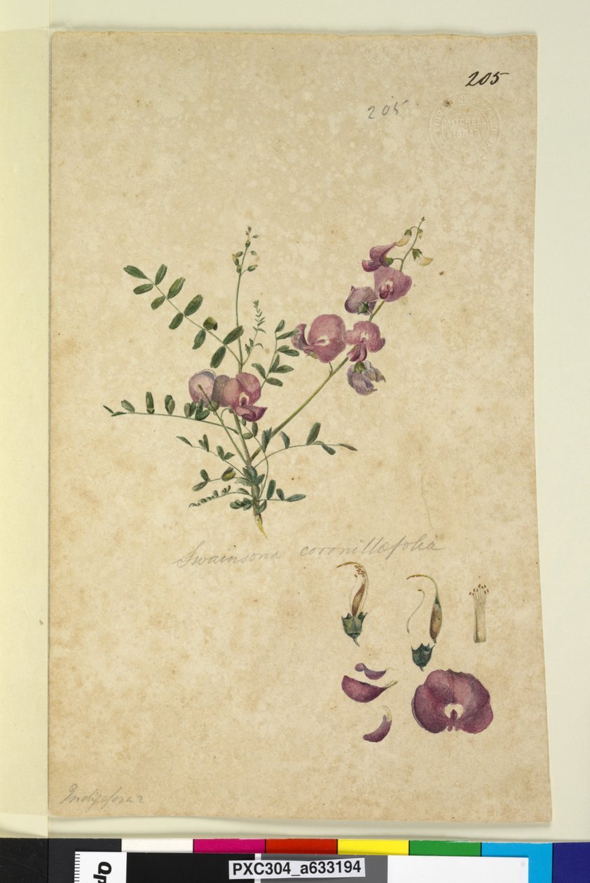 Sayfa 205. Swainsona, c.1803-06 (wc, kalem, mürekkep ve kurşun kalem) by John William Lewin