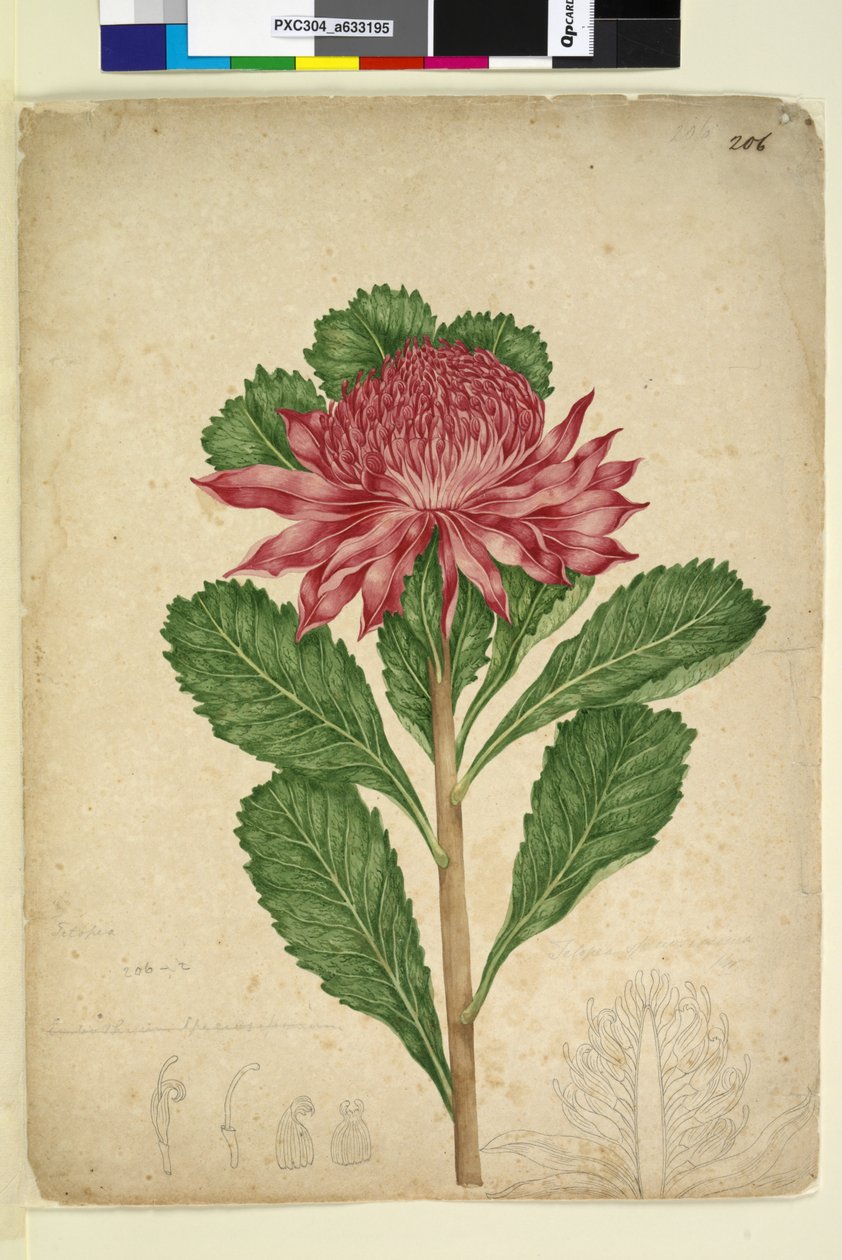 Sayfa 206. Telopea speciosissima, c.1803-06 (wc, kalem, mürekkep ve kurşun kalem) by John William Lewin