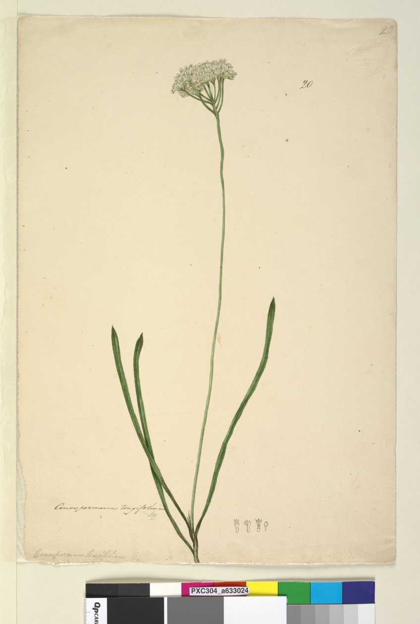 Sayfa 20. Conospermum longifolium, c.1803-06 (wc, kalem, mürekkep ve kurşun kalem) by John William Lewin