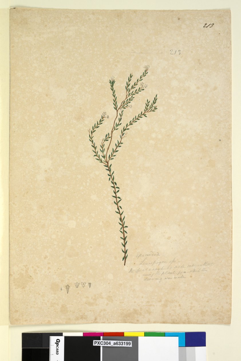 Sayfa 213. EpacrideaeLeucopogon sp., c.1803-06 (wc, kalem, mürekkep ve kurşun kalem) by John William Lewin