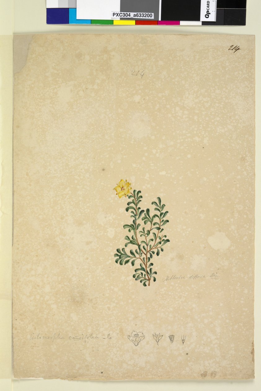 Sayfa 214. Hibbertia diffusa, c.1803-06 (wc, kalem, mürekkep ve kurşun kalem) by John William Lewin