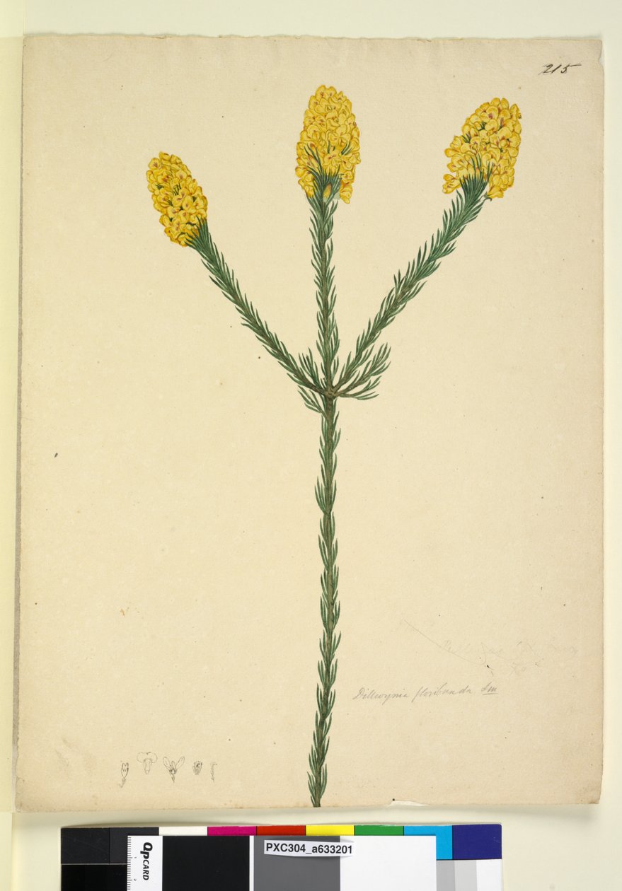 Sayfa 215. Dillwynia floribunda, c.1803-06 (wc, kalem, mürekkep ve kurşun kalem) by John William Lewin