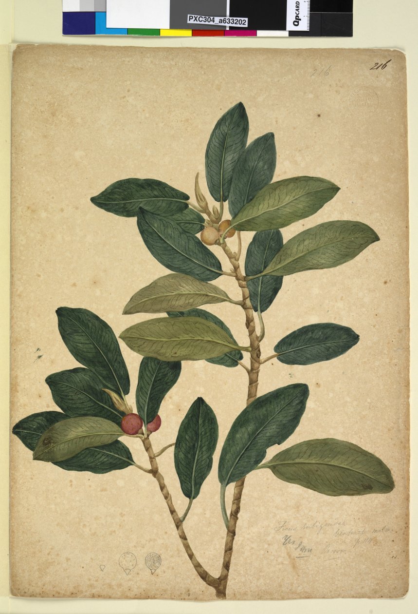 Sayfa 216. Ficus rubiginosa, c.1803-06 (wc, kalem, mürekkep ve kurşun kalem) by John William Lewin
