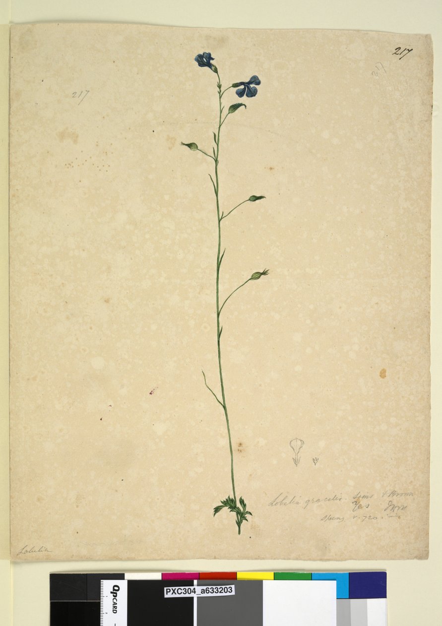 Sayfa 217. Lobelia gracilis, c.1803-06 (wc, kalem, mürekkep ve kurşun kalem) by John William Lewin