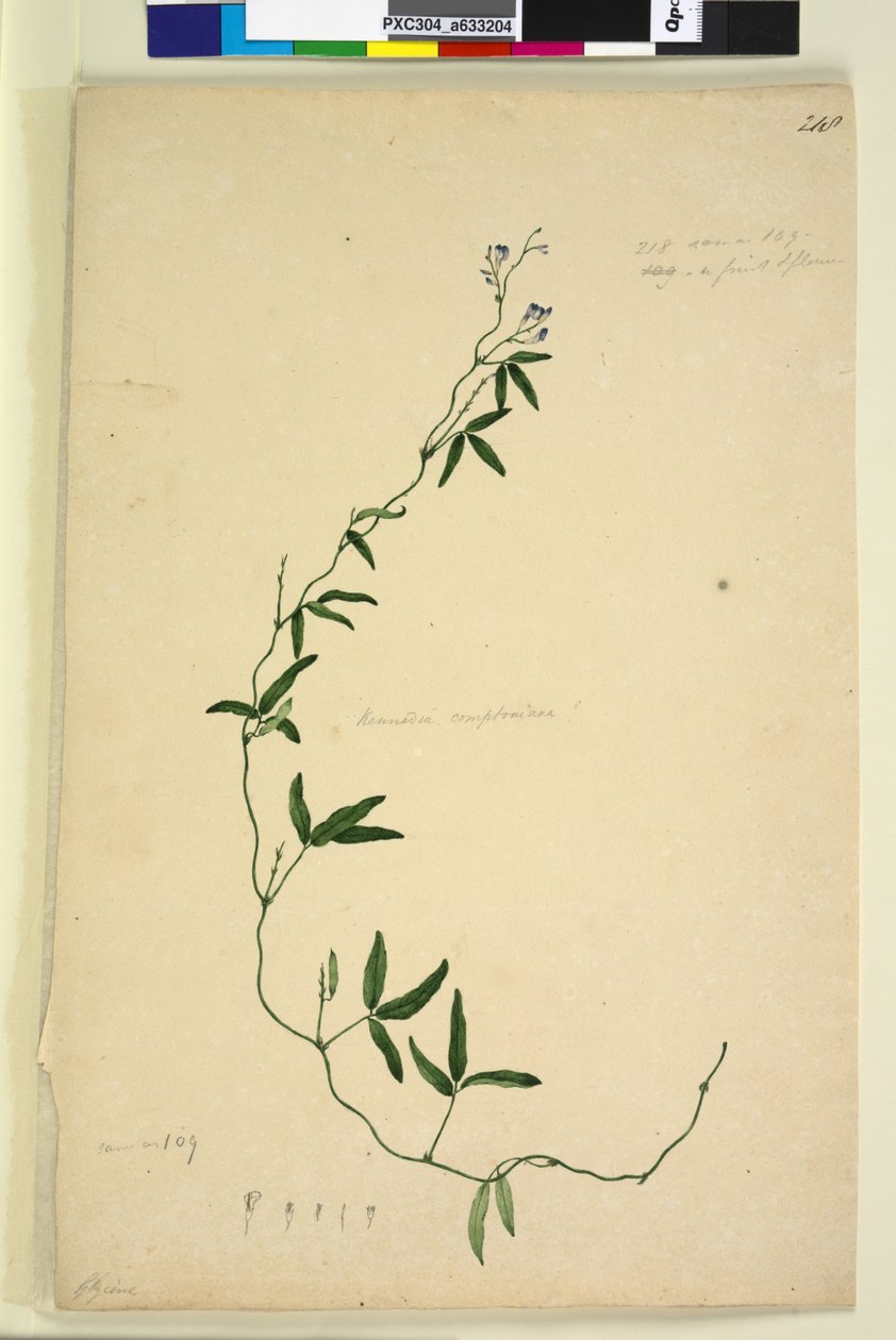Sayfa 218. Kennedia comptoniana Hardenbergia comptoniana, c.1803-06 (wc, kalem, mürekkep ve kurşun kalem) by John William Lewin