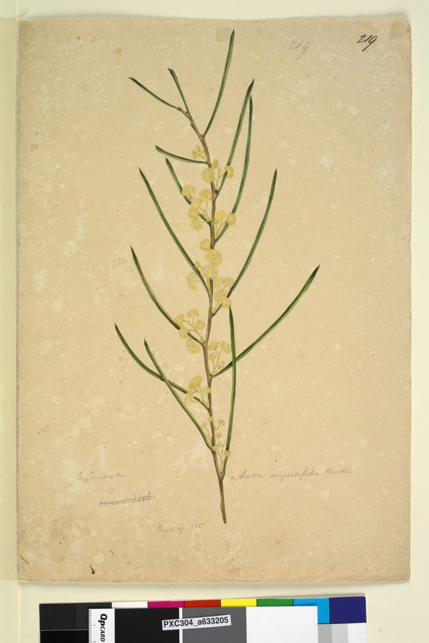 Sayfa 219. Acacia angustifolia, c.1803-06 (wc, kalem, mürekkep ve kurşun kalem) by John William Lewin