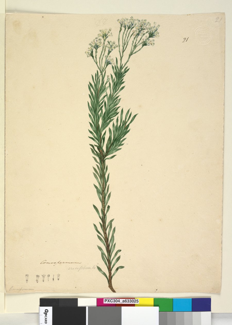Sayfa 21. Conospermum ericifolium, c.1803-06 (wc, kalem, mürekkep ve kurşun kalem) by John William Lewin
