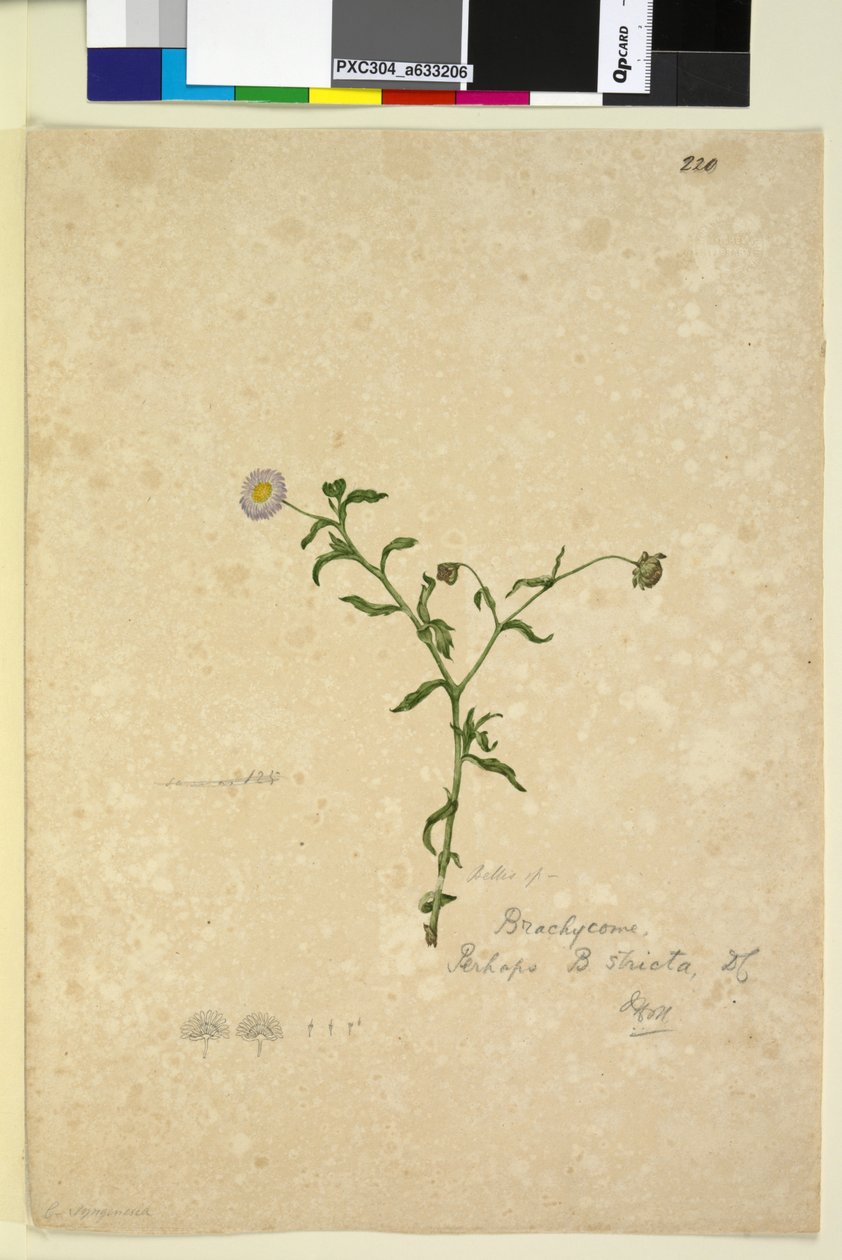 Sayfa 220. Brachycome multifida, c.1803-06 (wc, kalem, mürekkep ve kurşun kalem) by John William Lewin