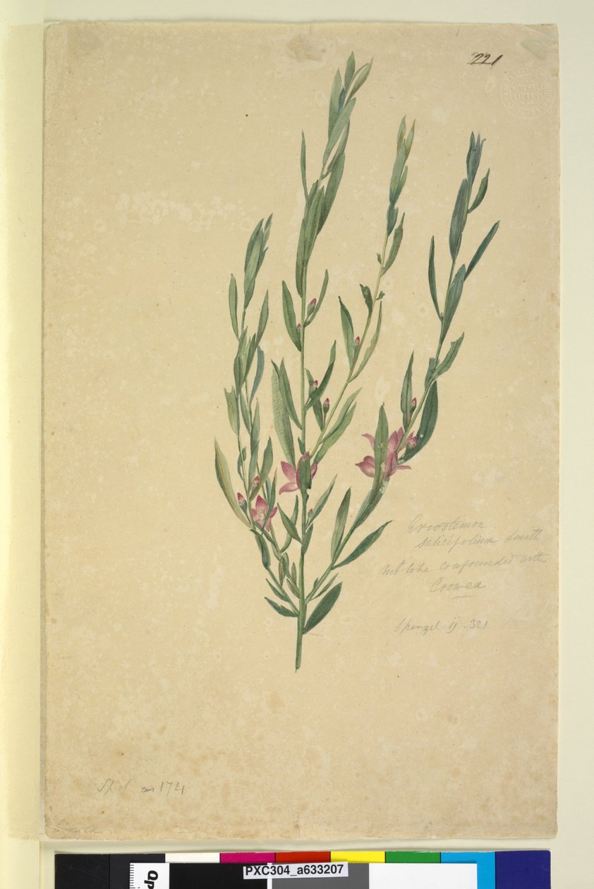 Sayfa 221. Eriostemon, c.1803-06 (wc, kalem, mürekkep ve kurşun kalem) by John William Lewin
