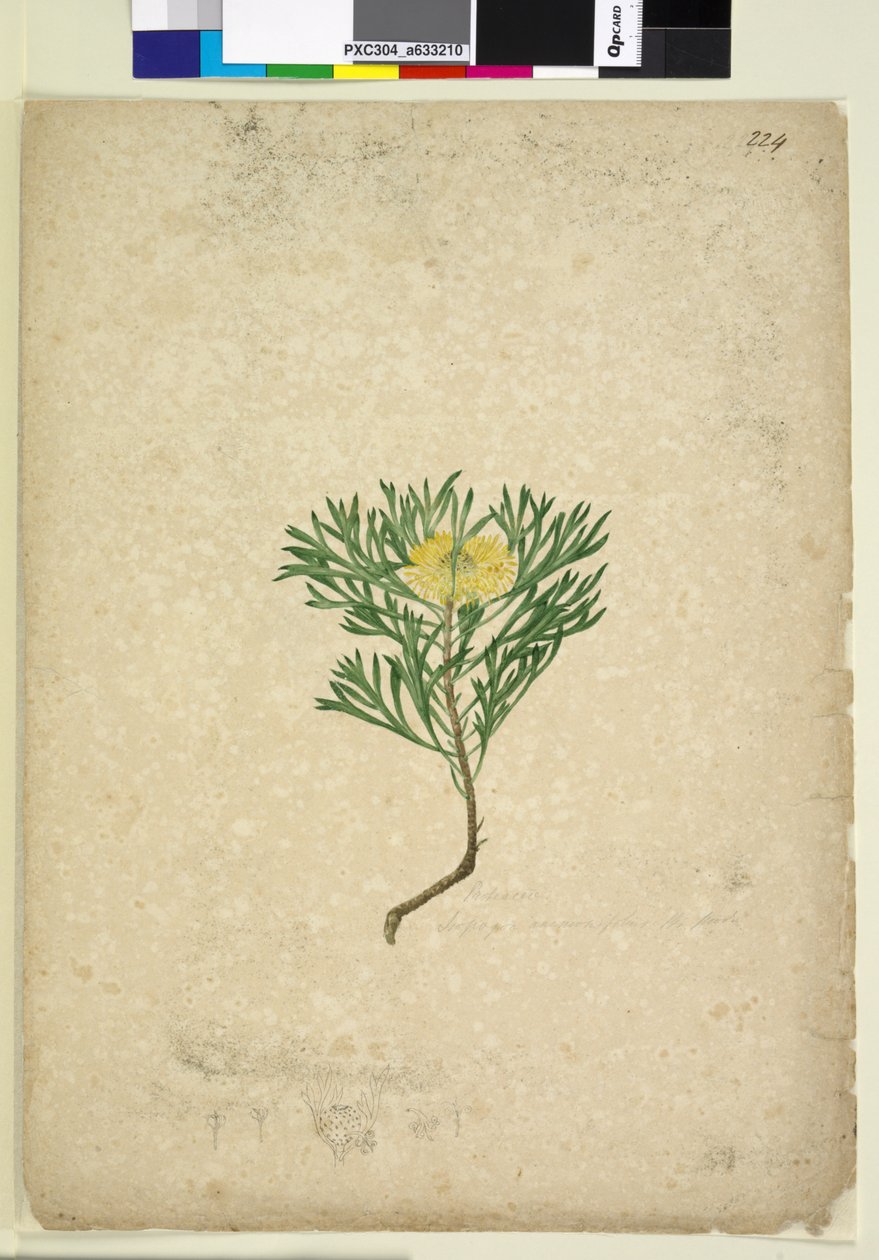 Sayfa 224. Isopogon anemonifolius, c.1803-06 (wc, kalem, mürekkep ve kurşun kalem) by John William Lewin
