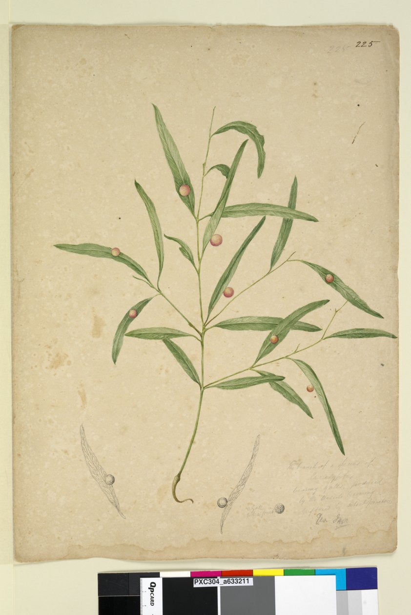 Sayfa 225. Bir Okaliptüs türünün safra taşıyan dalı..., c.1803-06 (wc, kalem, mürekkep ve kurşun kalem) by John William Lewin