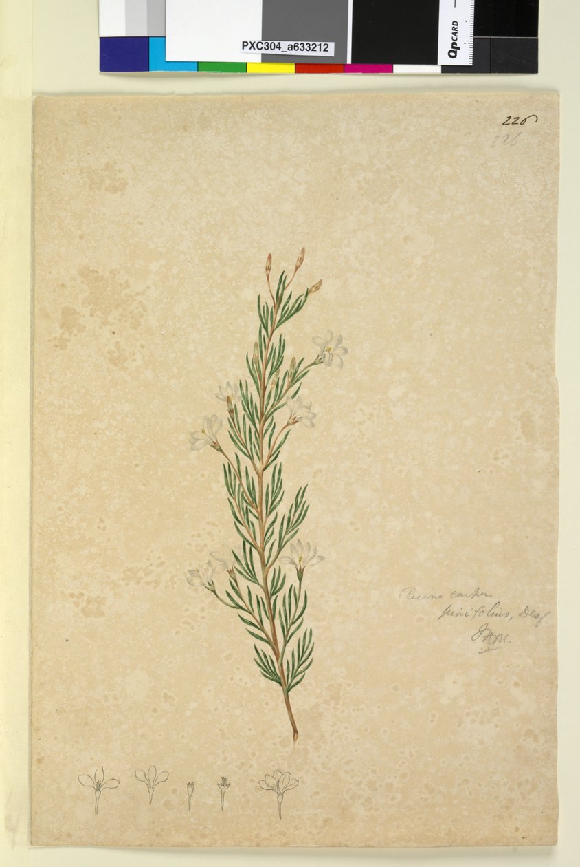 Sayfa 226. Ricinocarpus pinifolius, c.1803-06 (wc, kalem, mürekkep ve kurşun kalem) by John William Lewin