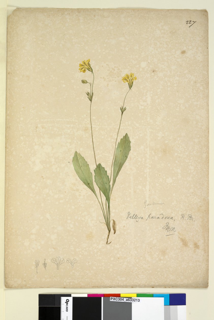 Sayfa 227. Velleia paradoxa, c.1803-06 (wc, kalem, mürekkep ve kurşun kalem) by John William Lewin
