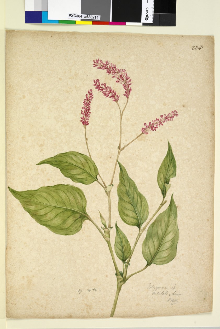 Sayfa 228. Polygonum orientale, c.1803-06 (wc, kalem, mürekkep ve kurşun kalem) by John William Lewin