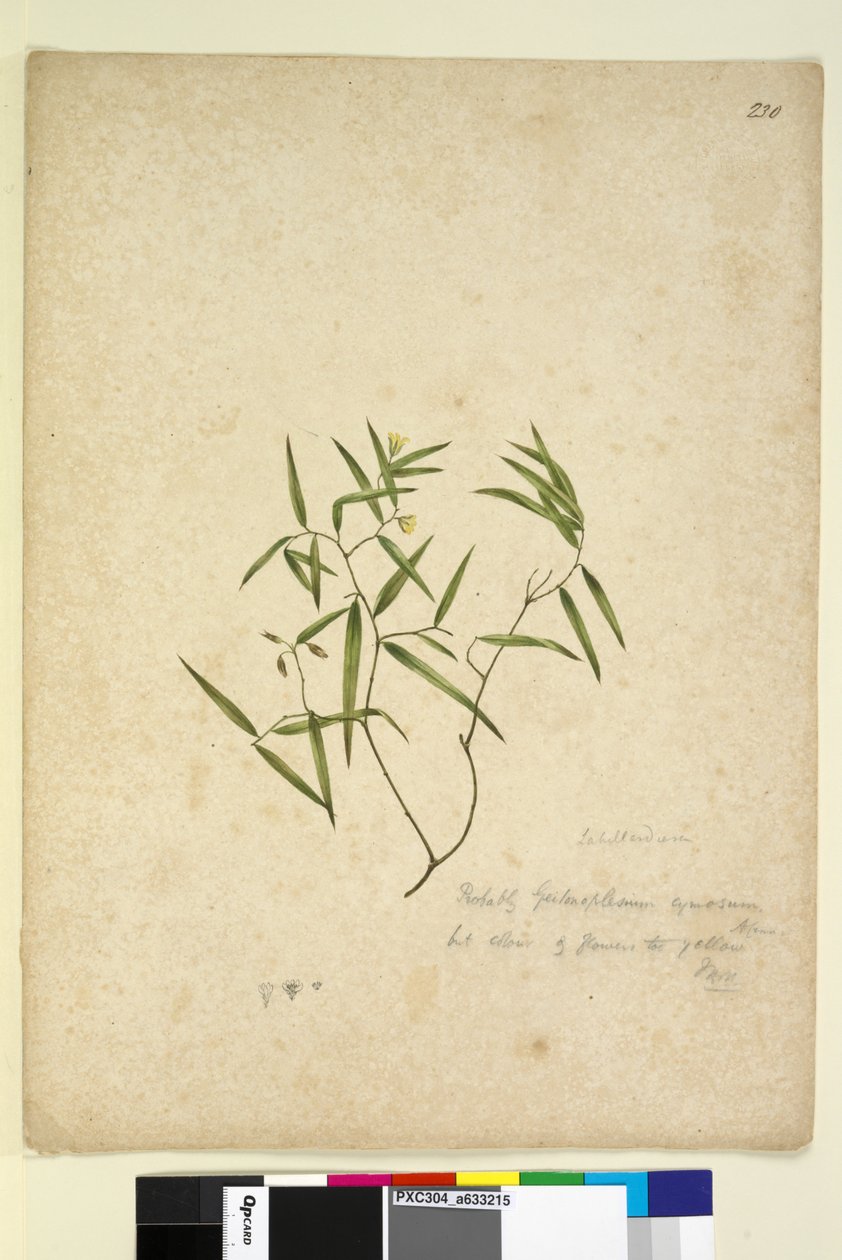 Sayfa 230. Geitonoplesium cymosum, c.1803-06 (wc, kalem, mürekkep ve kurşun kalem) by John William Lewin