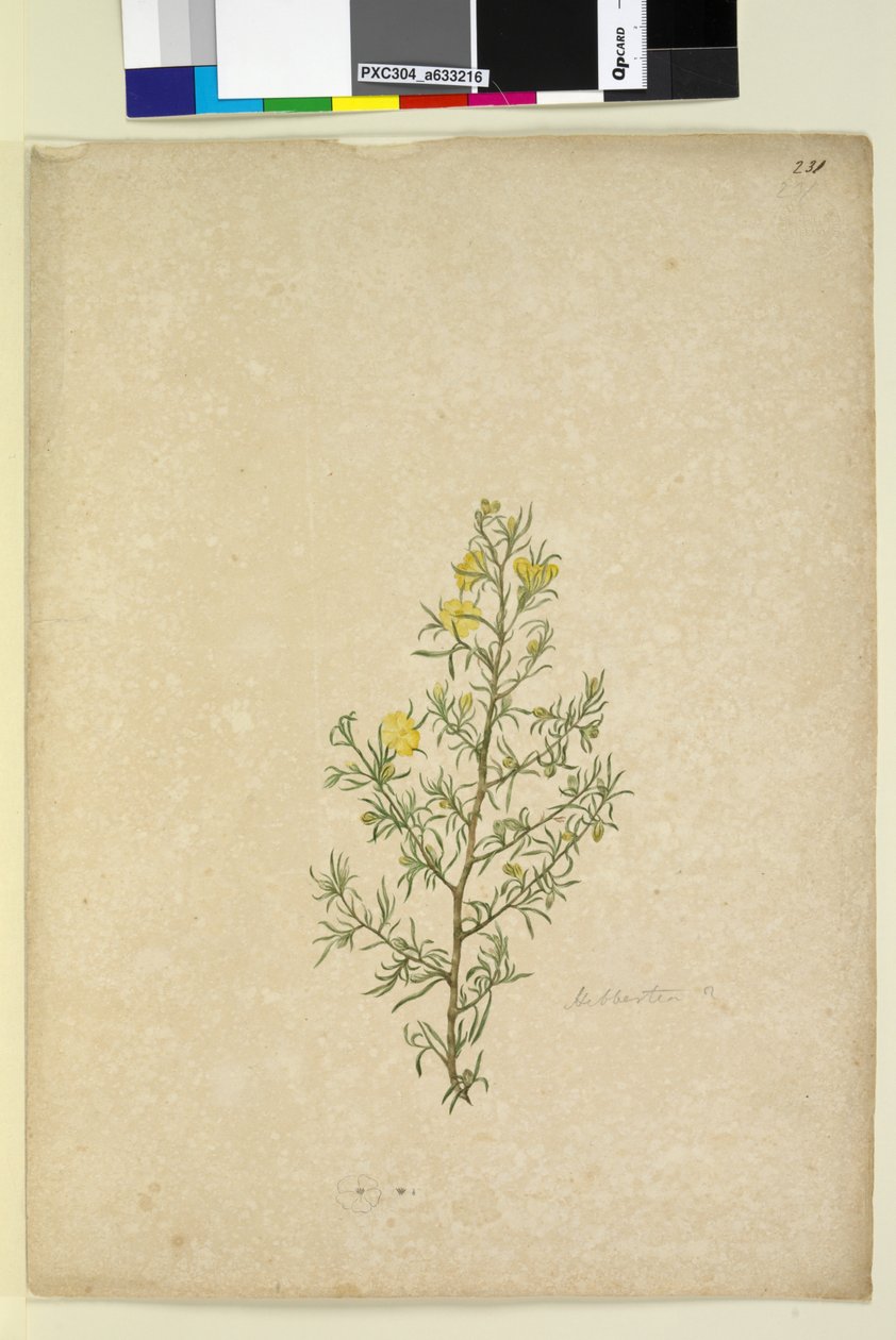 Sayfa 231. Hibbertia sp, c.1803-06 (wc, kalem, mürekkep ve kurşun kalem) by John William Lewin