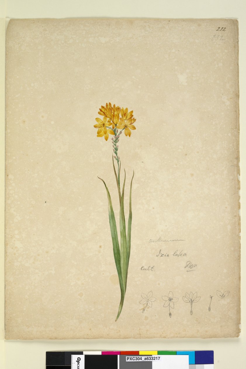 Sayfa 232. Ixia lutea, c.1803-06 (wc, kalem, mürekkep ve kurşun kalem) by John William Lewin