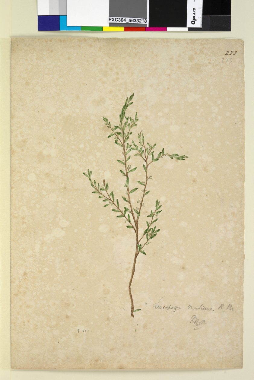 Sayfa 233. Leucopogon, c.1803-06 (wc, kalem, mürekkep ve kurşun kalem) by John William Lewin