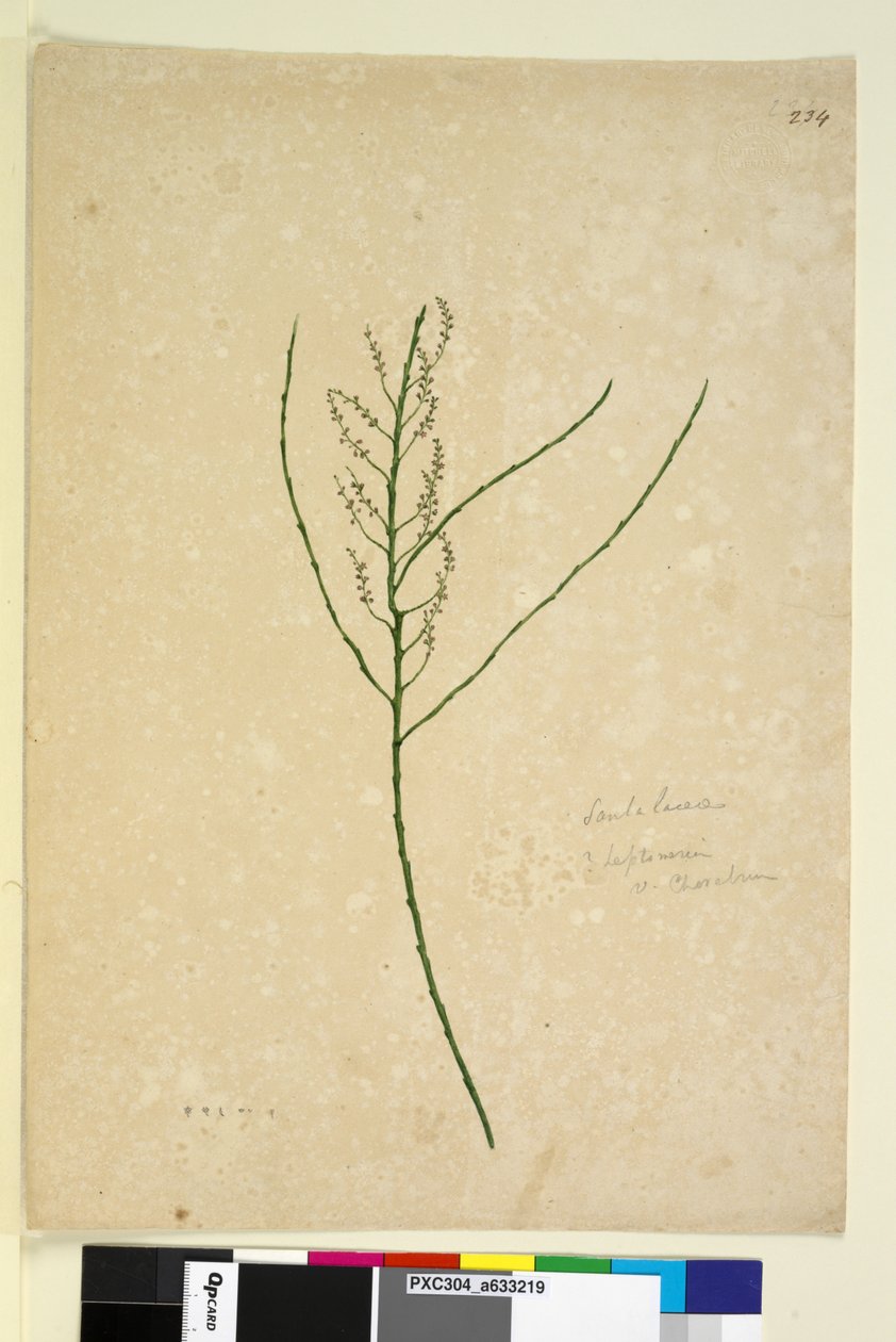 Sayfa 234. Leptomeria, c.1803-06 (wc, kalem, mürekkep ve kurşun kalem) by John William Lewin