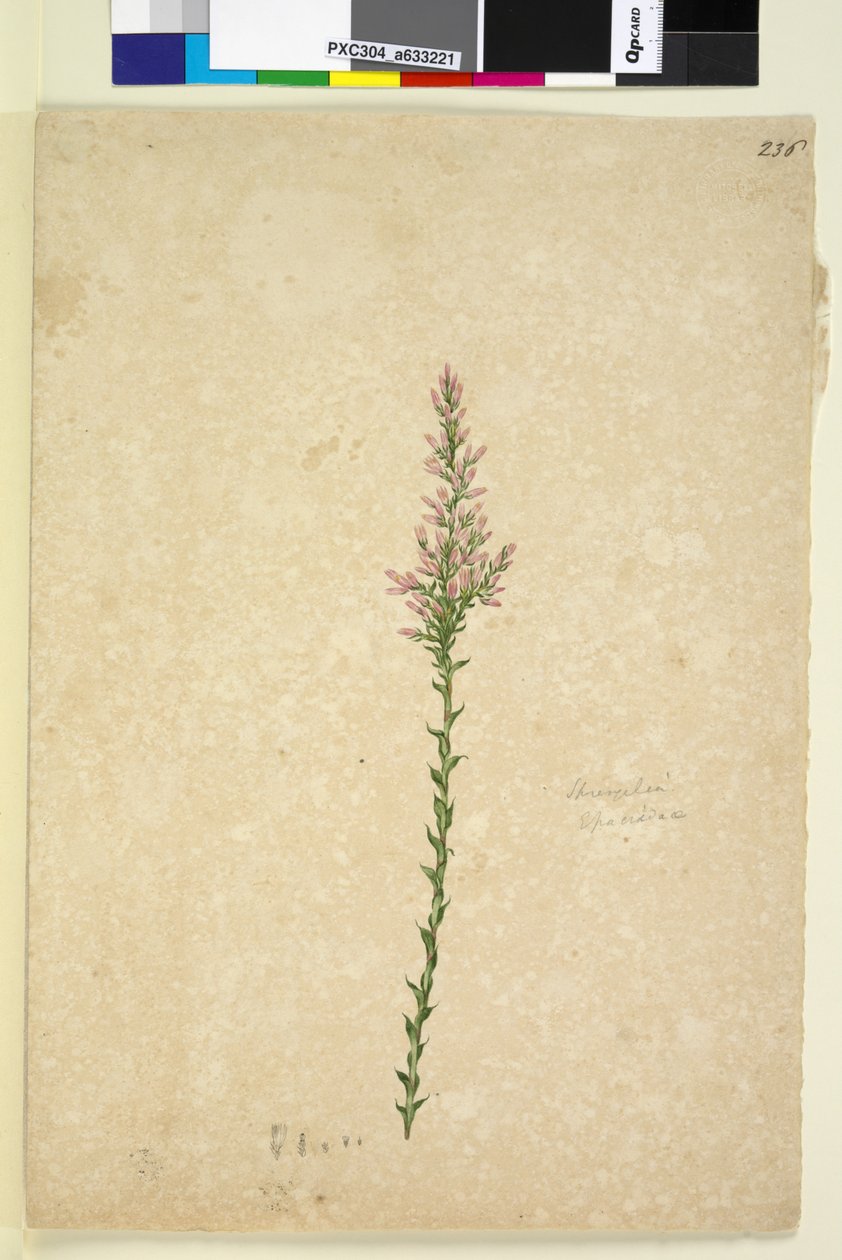 Sayfa 236. Sprengelia, c.1803-06 (wc, kalem, mürekkep ve kurşun kalem) by John William Lewin