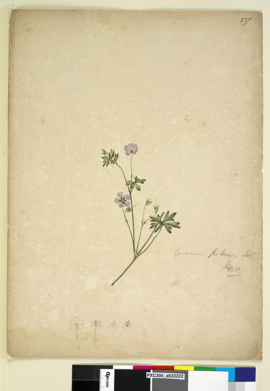 Sayfa 237. Sardunya pilosum, c.1803-06 (wc, kalem, mürekkep ve kurşun kalem) by John William Lewin