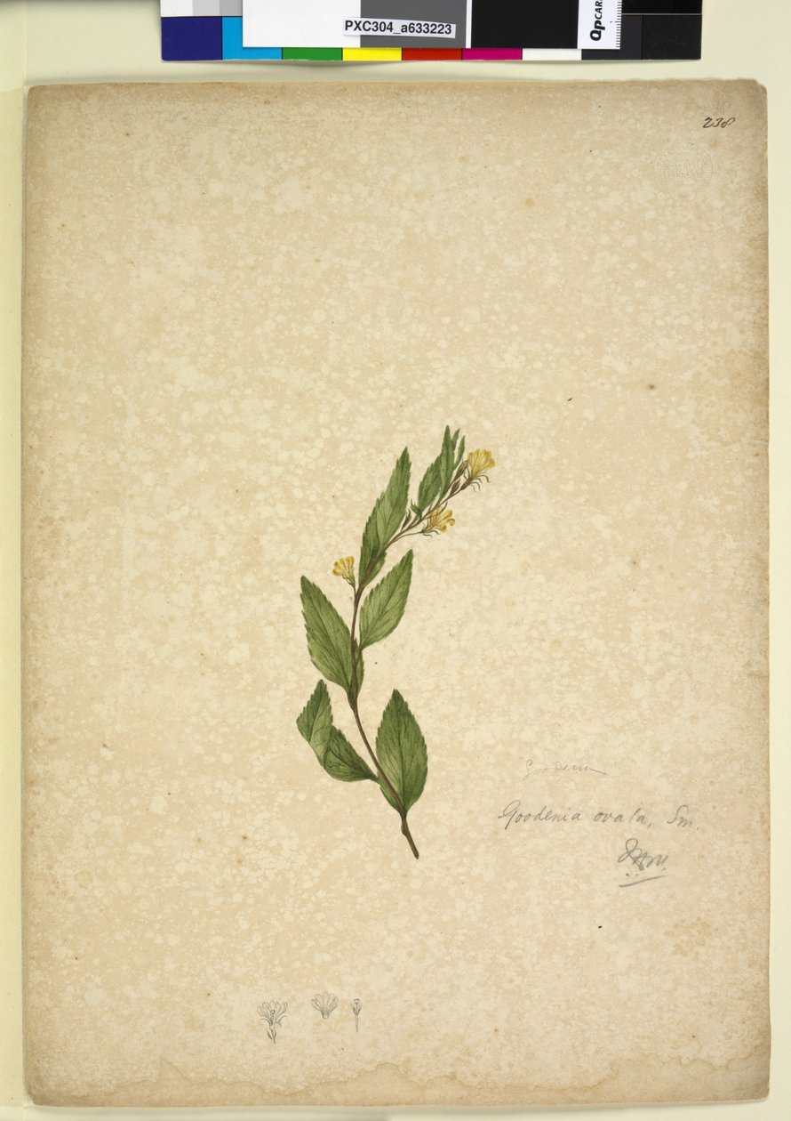 Sayfa 238. Goodenia ovata, c.1803-06 (wc, kalem, mürekkep ve kurşun kalem) by John William Lewin