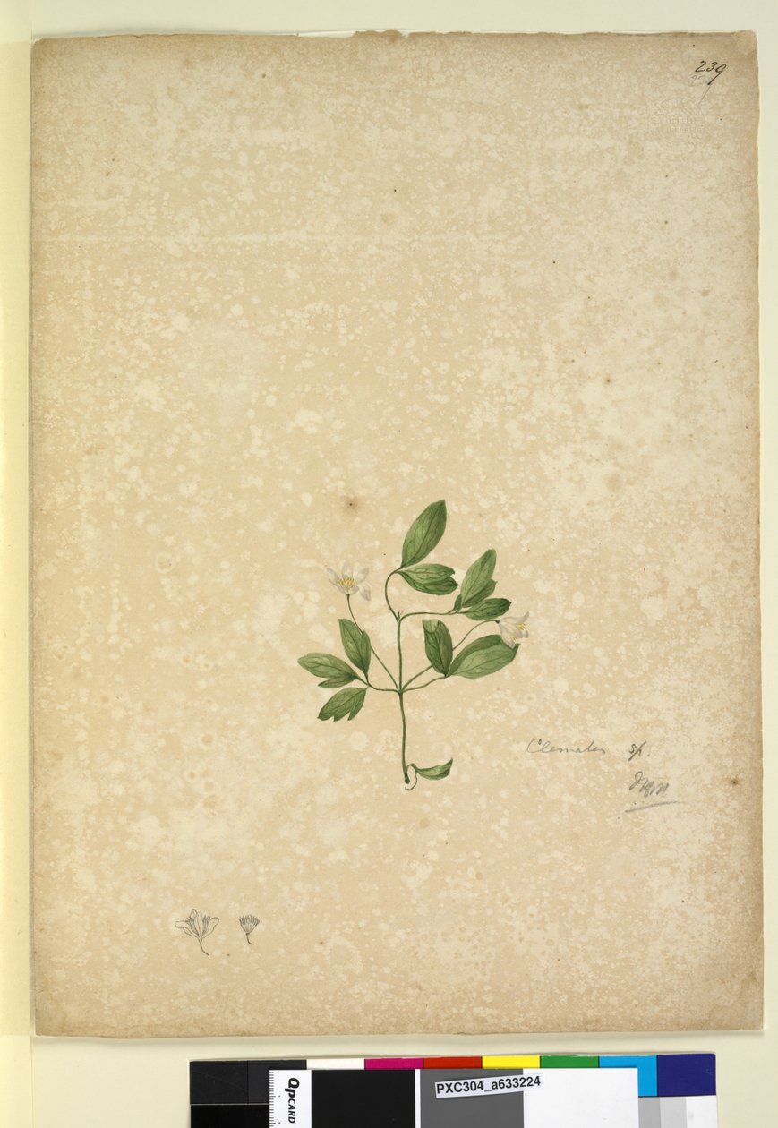 Sayfa 239. Clematis, c.1803-06 (wc, kalem, mürekkep ve kurşun kalem) by John William Lewin