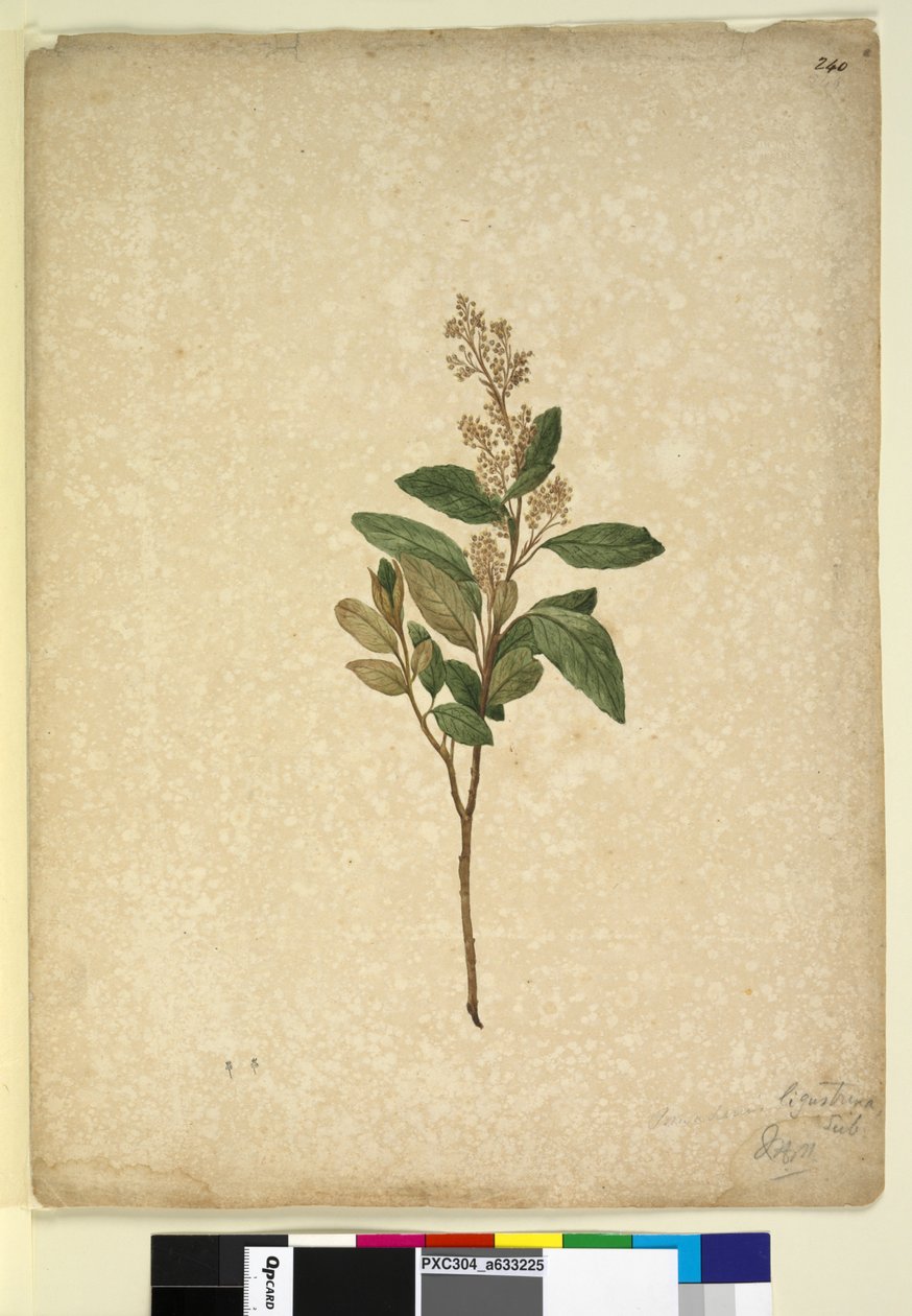 Sayfa 240. Pomaderris ligustrina, c.1803-06 (wc, kalem, mürekkep ve kurşun kalem) by John William Lewin