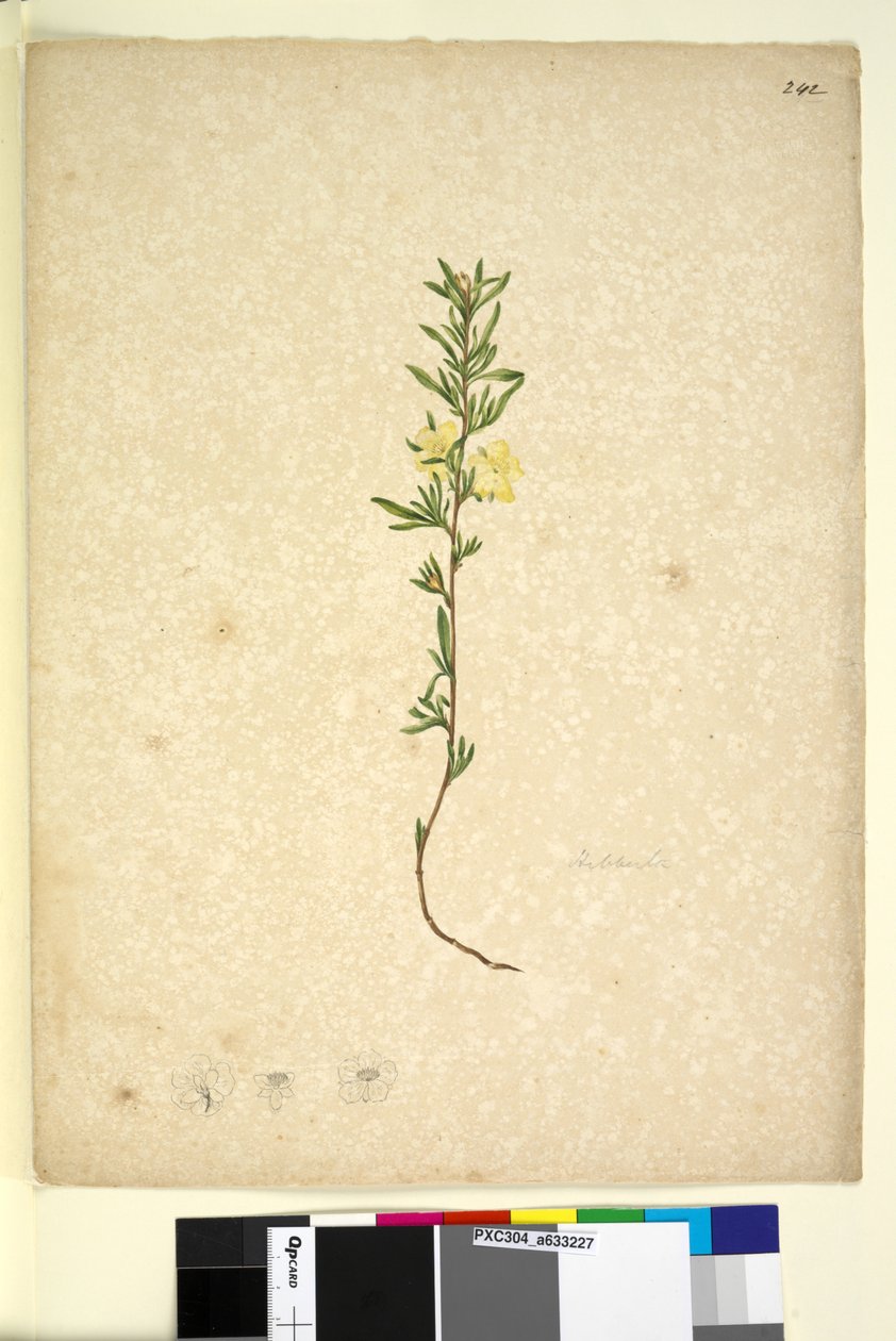 Sayfa 242. Hibberta, c.1803-06 (wc, kalem, mürekkep ve kurşun kalem) by John William Lewin