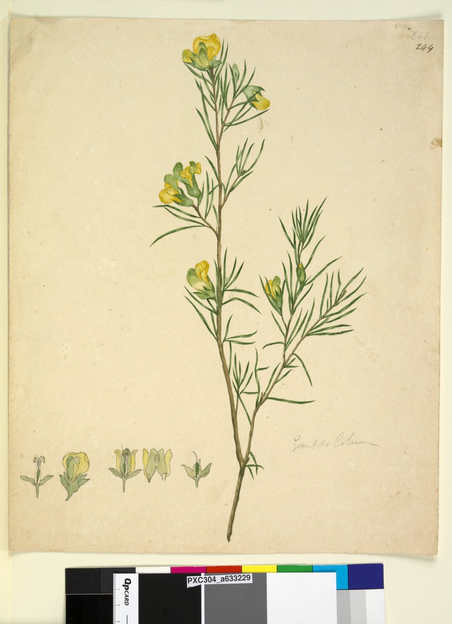 Sayfa 244. Gompholobium, c.1803-06 (wc, kalem, mürekkep ve kurşun kalem) by John William Lewin